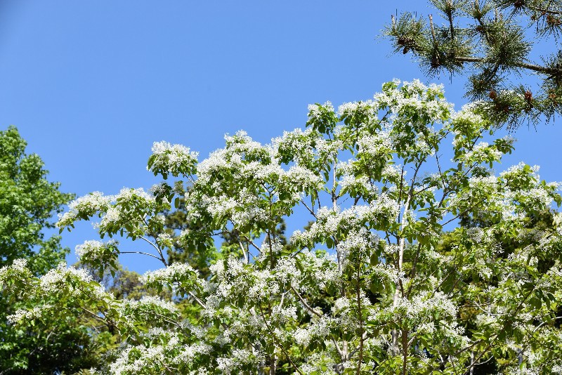 f:id:flowerTDR:20210507103151j:image