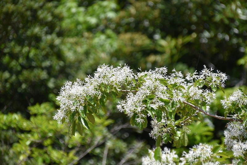 f:id:flowerTDR:20210507103200j:image