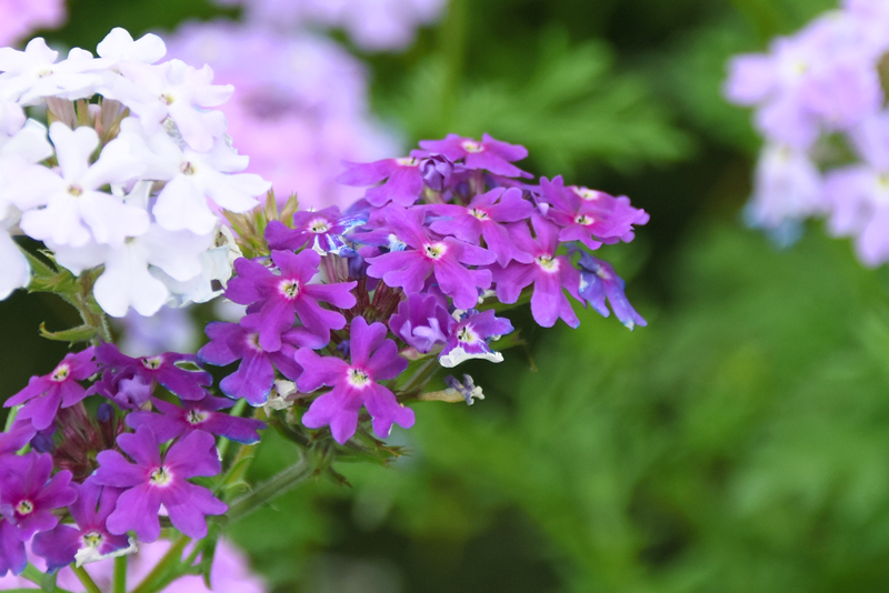 f:id:flowerTDR:20210519083351j:plain