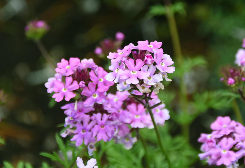 f:id:flowerTDR:20210519083403j:plain