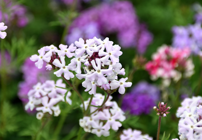 f:id:flowerTDR:20210519083412j:plain