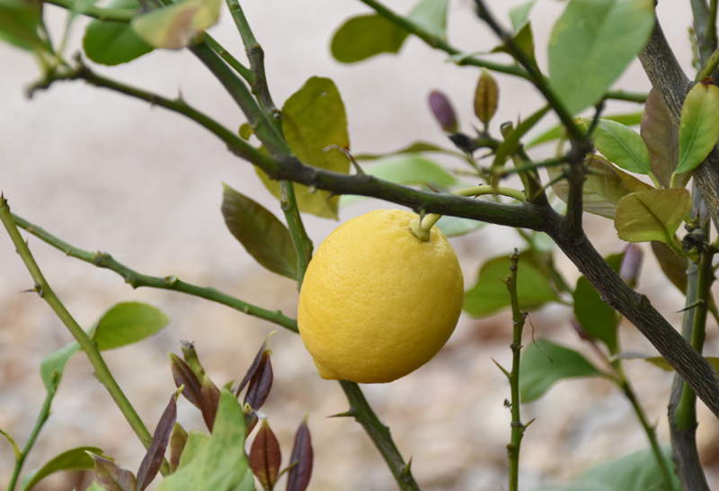 f:id:flowerTDR:20210520082309j:plain