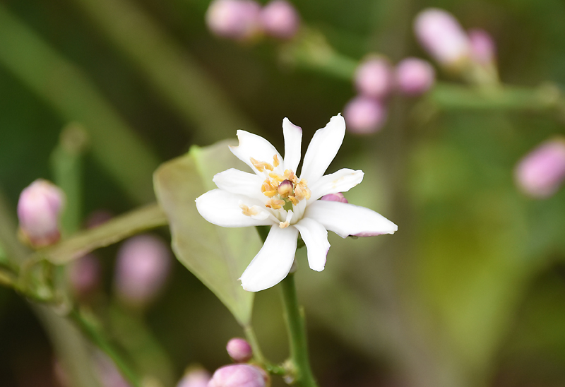 f:id:flowerTDR:20210520082428j:plain