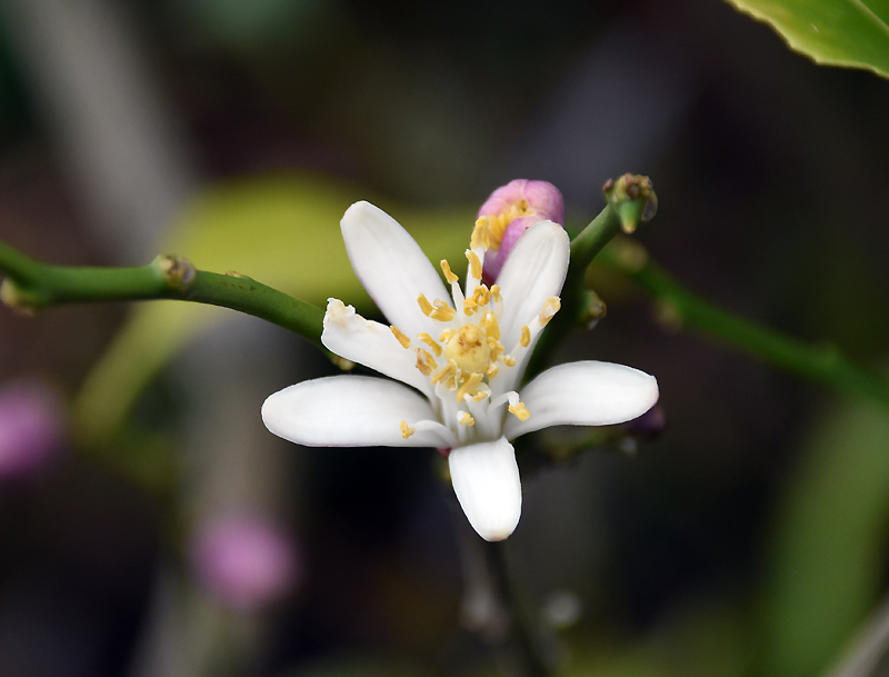 f:id:flowerTDR:20210520082459j:plain