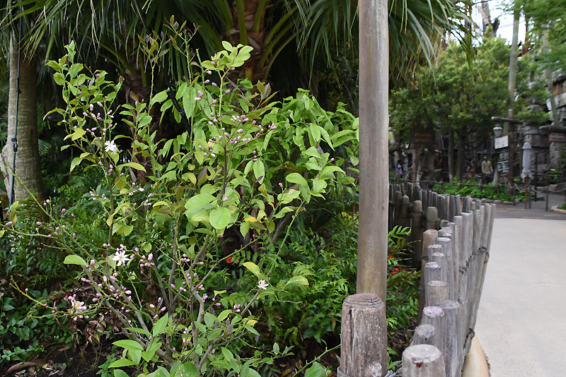 f:id:flowerTDR:20210520082528j:plain
