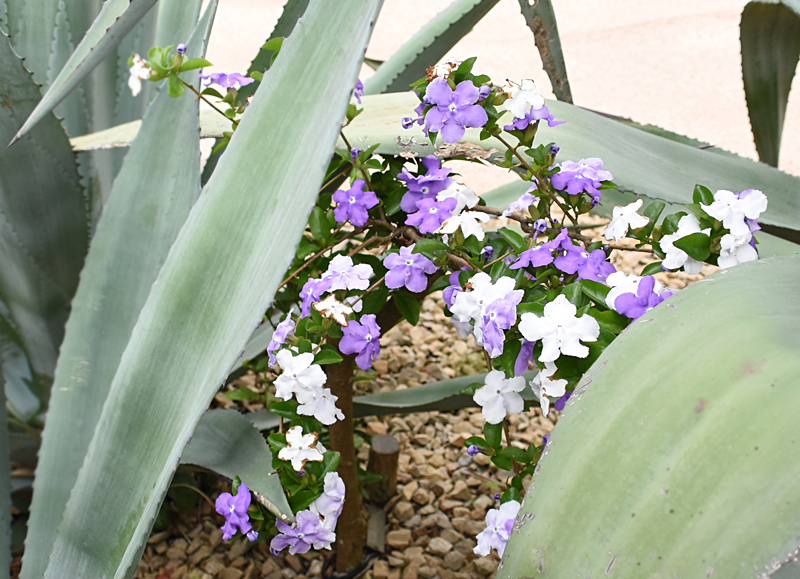 f:id:flowerTDR:20210523230558j:plain
