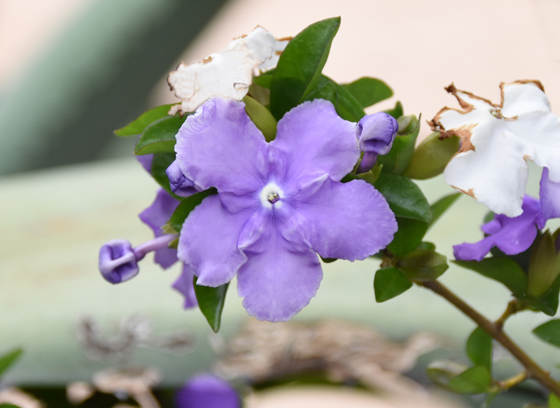 f:id:flowerTDR:20210523230610j:plain