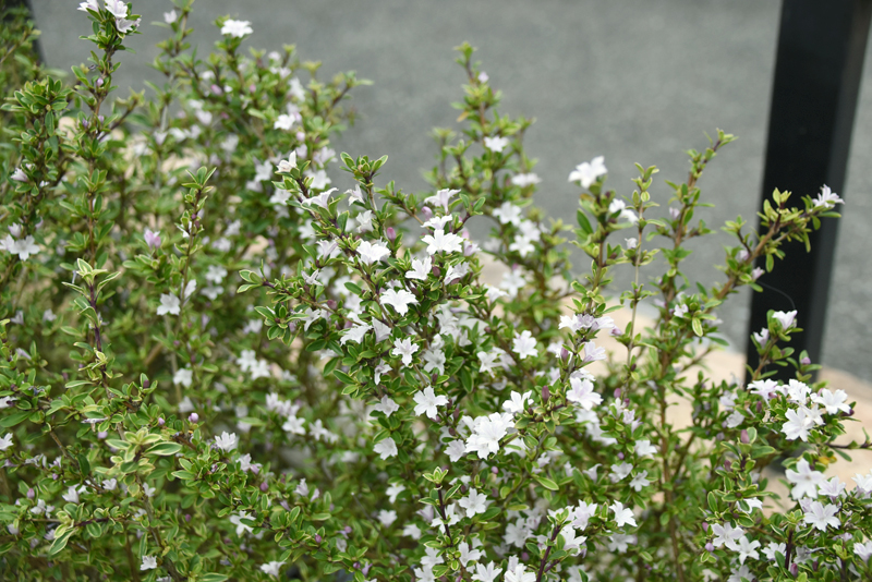 f:id:flowerTDR:20210604092205j:plain