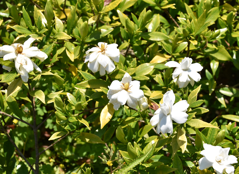f:id:flowerTDR:20210616234424j:plain
