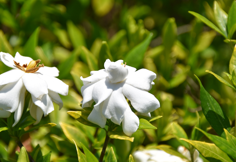 f:id:flowerTDR:20210616234434j:plain