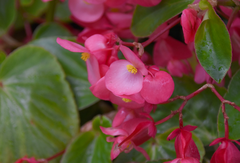 f:id:flowerTDR:20210618171852j:plain