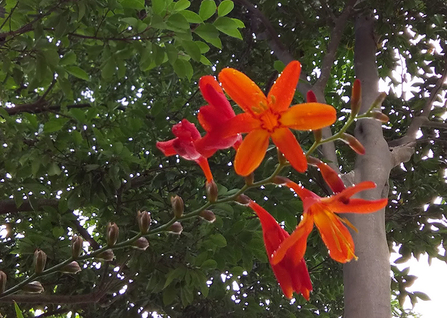 f:id:flowerTDR:20210701102540j:plain