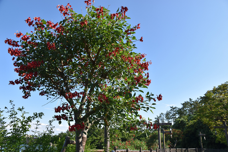 f:id:flowerTDR:20210706081759j:plain