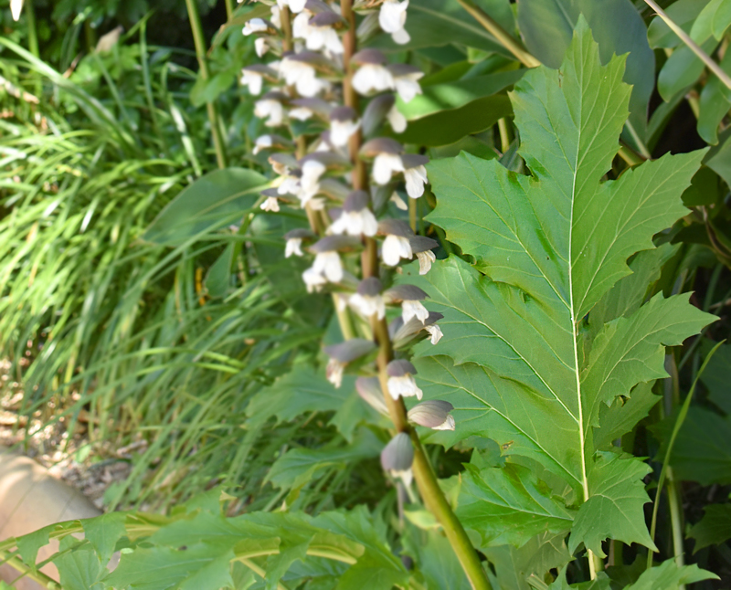 f:id:flowerTDR:20210708113959j:plain