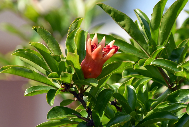 f:id:flowerTDR:20210714080429j:plain