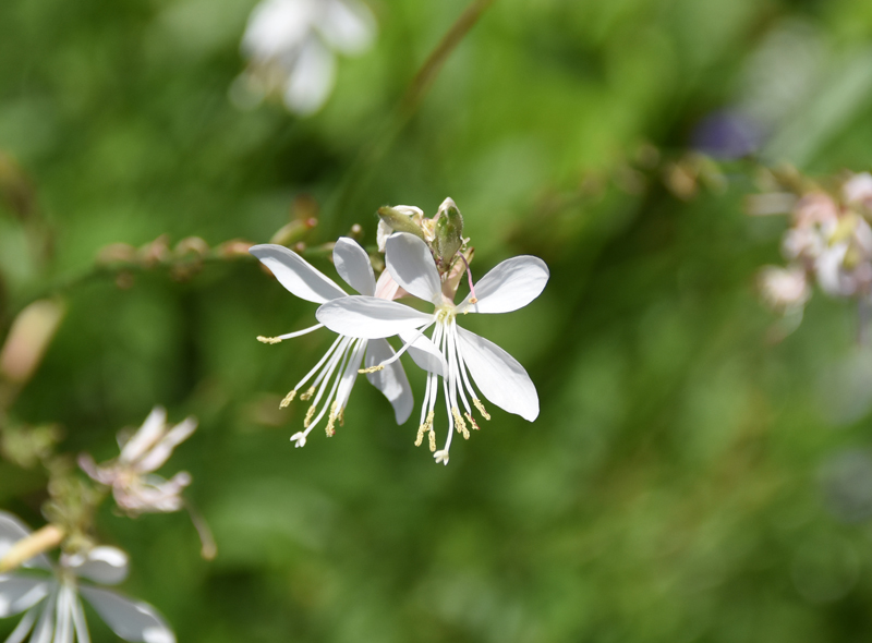 f:id:flowerTDR:20210715234644j:plain