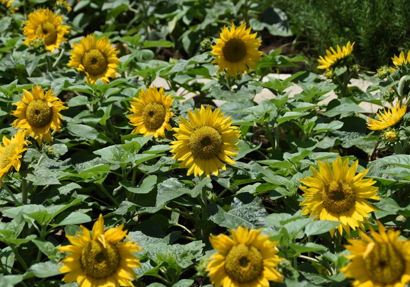 f:id:flowerTDR:20210719080459j:plain