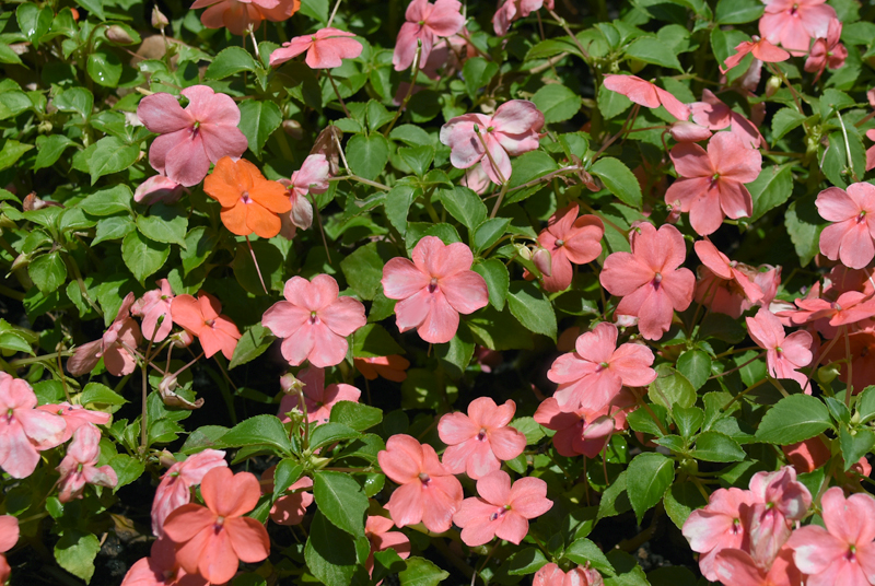f:id:flowerTDR:20210720084225j:plain