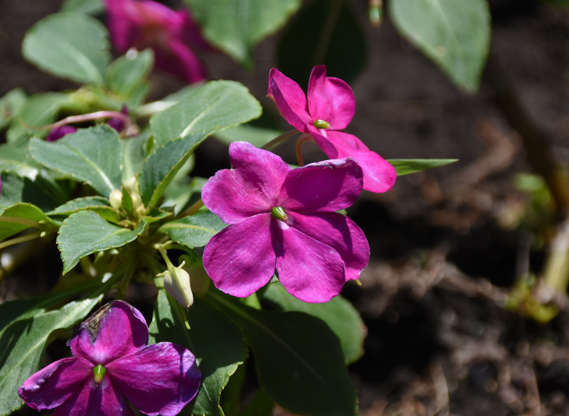 f:id:flowerTDR:20210720084411j:plain
