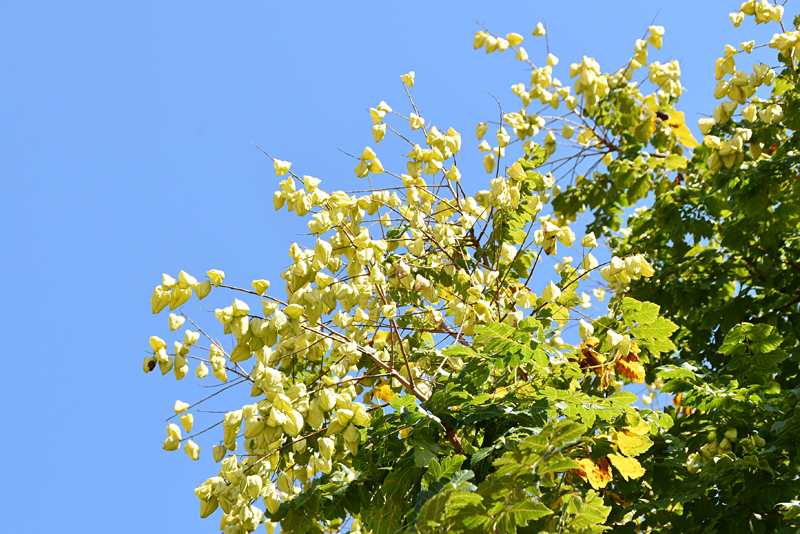 f:id:flowerTDR:20210731075310j:plain