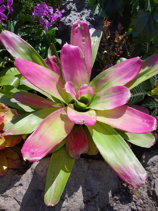 f:id:flowerTDR:20210731180902j:plain