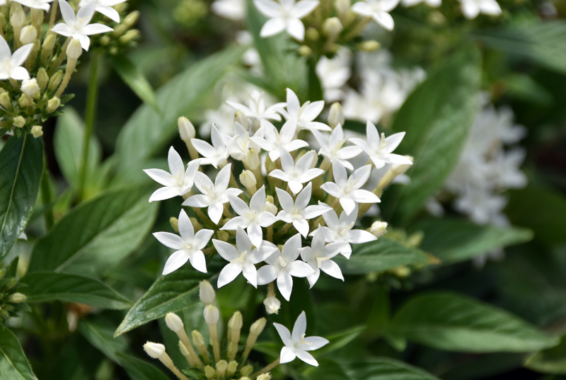 f:id:flowerTDR:20210812090319j:plain