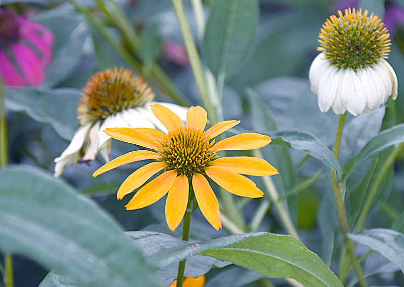 f:id:flowerTDR:20210813082337j:plain