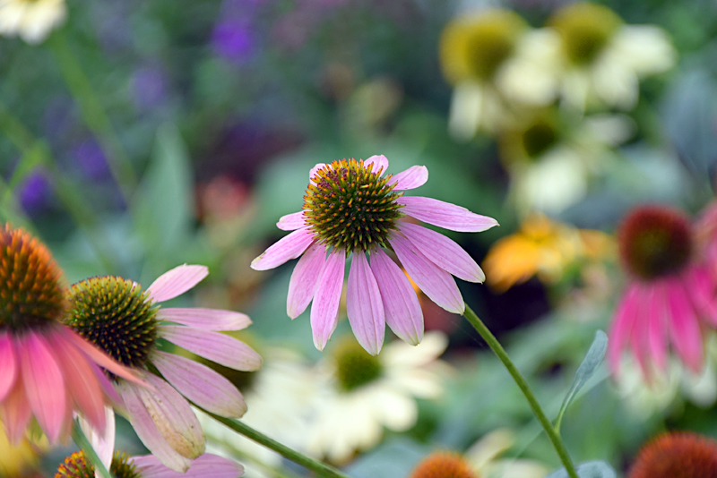 f:id:flowerTDR:20210813082353j:plain