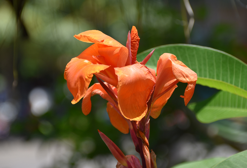 f:id:flowerTDR:20210819092838j:plain