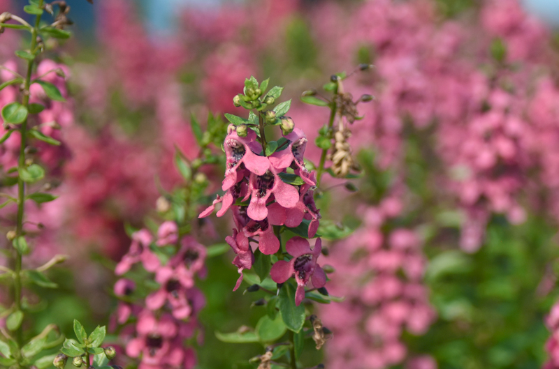 f:id:flowerTDR:20210820092654j:plain