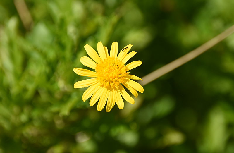 f:id:flowerTDR:20210823083017j:plain