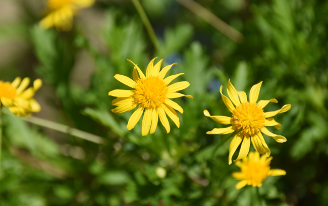f:id:flowerTDR:20210823083120j:plain