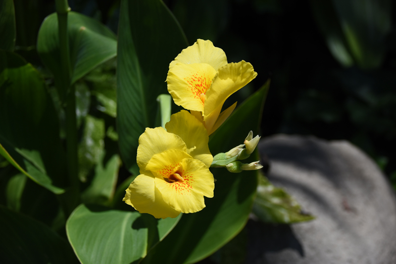 f:id:flowerTDR:20210823235143j:plain