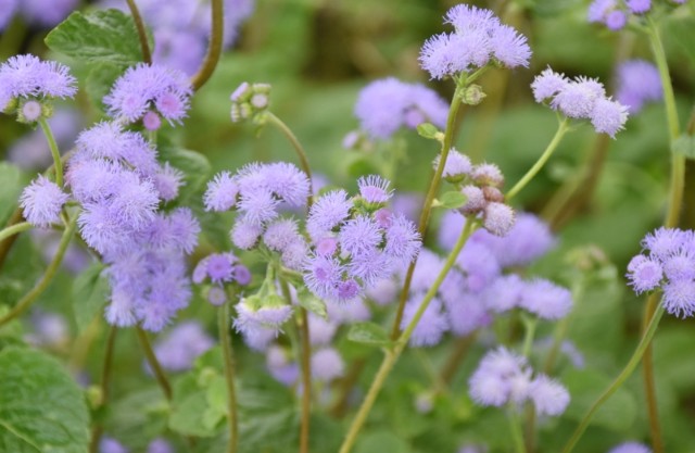 f:id:flowerTDR:20210901095038j:image