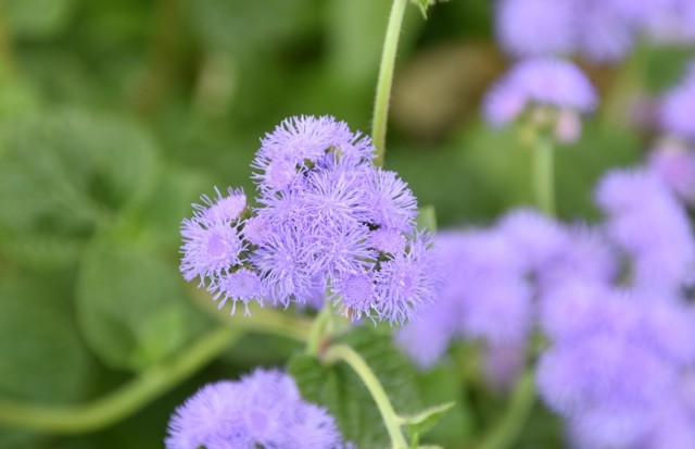 f:id:flowerTDR:20210901095053j:image