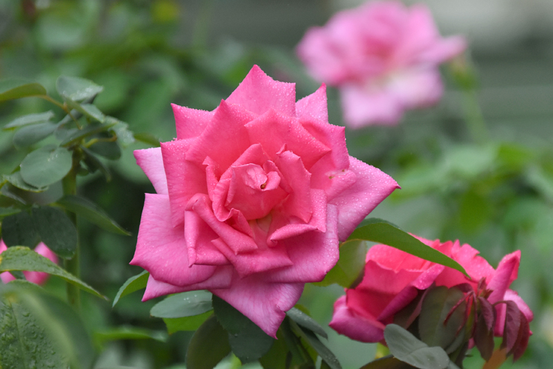 f:id:flowerTDR:20210902091617j:plain