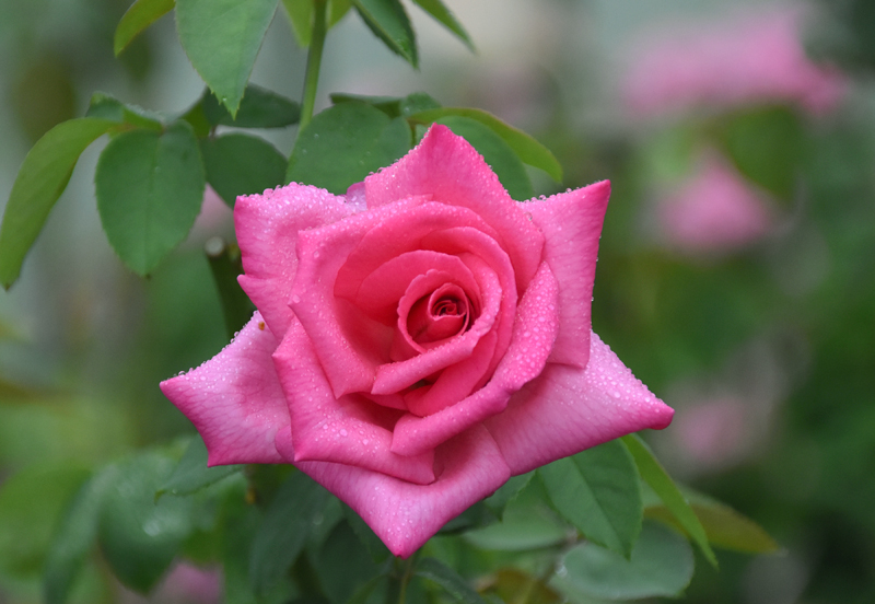 f:id:flowerTDR:20210902092957j:plain
