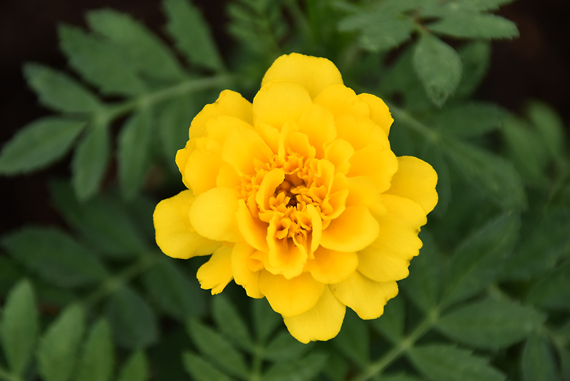 f:id:flowerTDR:20210910082609j:plain
