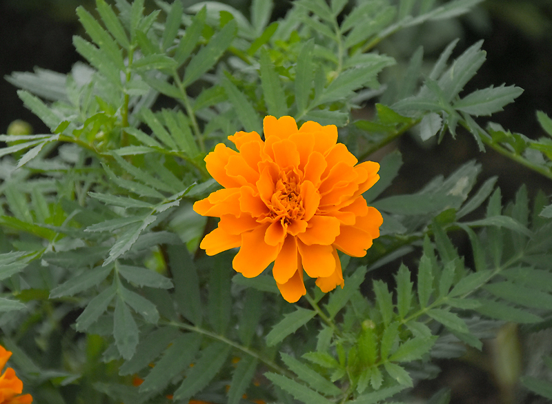 f:id:flowerTDR:20210910083855j:plain