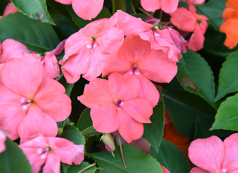 f:id:flowerTDR:20211001225006j:plain
