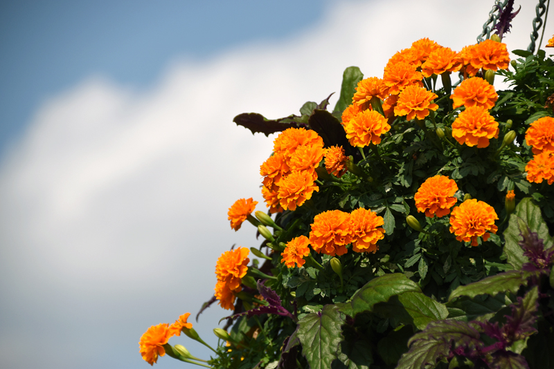 f:id:flowerTDR:20211021081847j:plain