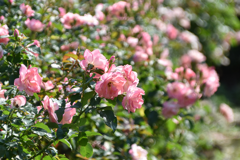 f:id:flowerTDR:20211024095147j:plain