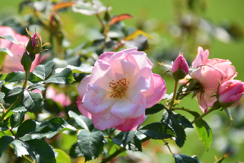 f:id:flowerTDR:20211024095150j:plain