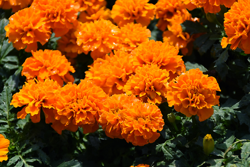 f:id:flowerTDR:20211031084403j:plain