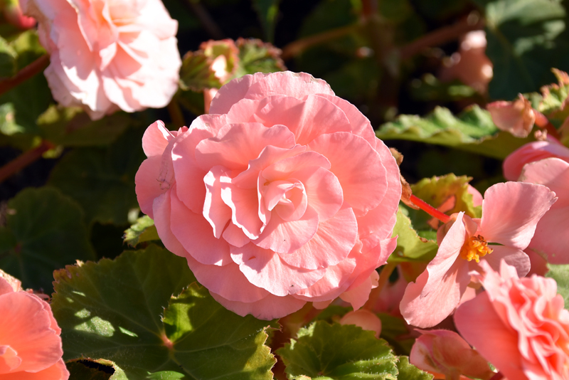 f:id:flowerTDR:20211103084913j:plain