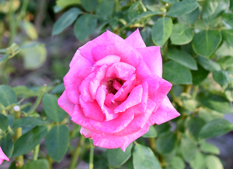 f:id:flowerTDR:20211106085250j:plain