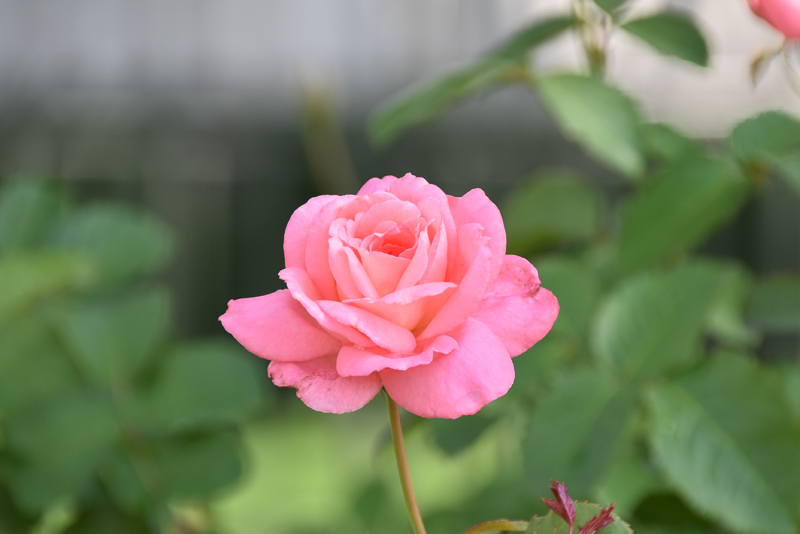 f:id:flowerTDR:20211106085300j:plain
