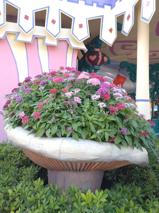 f:id:flowerTDR:20211111090517j:plain