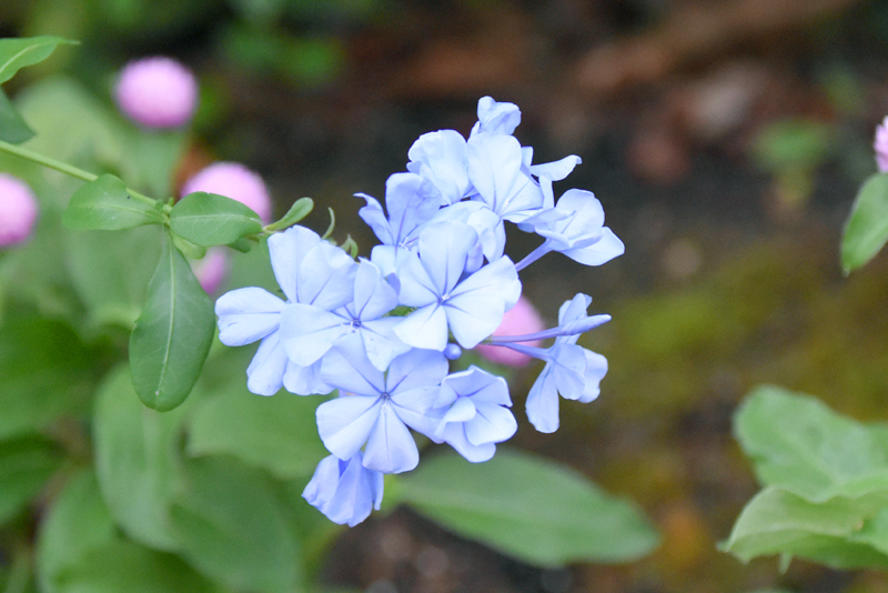 f:id:flowerTDR:20211111092132j:plain