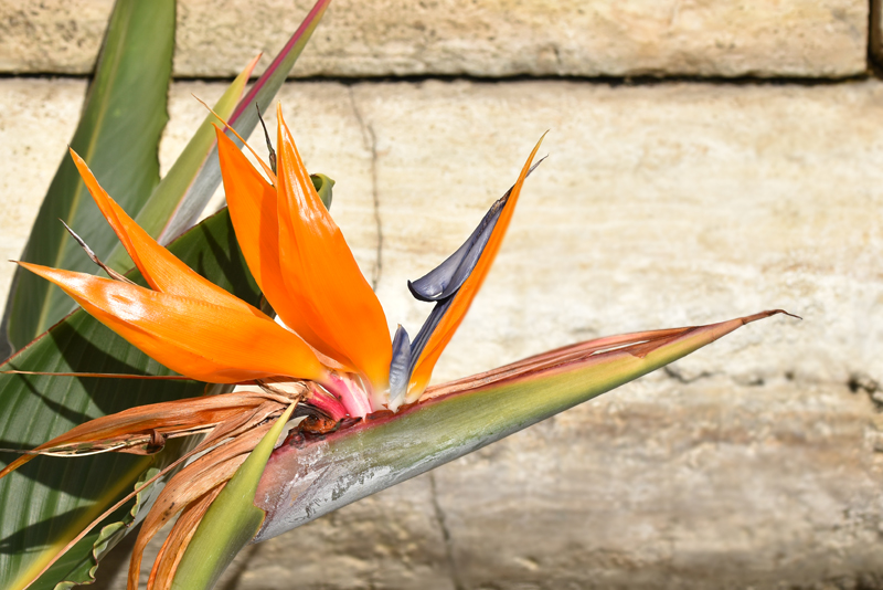 f:id:flowerTDR:20211112211737j:plain